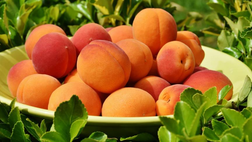 apricots-1522680_1920