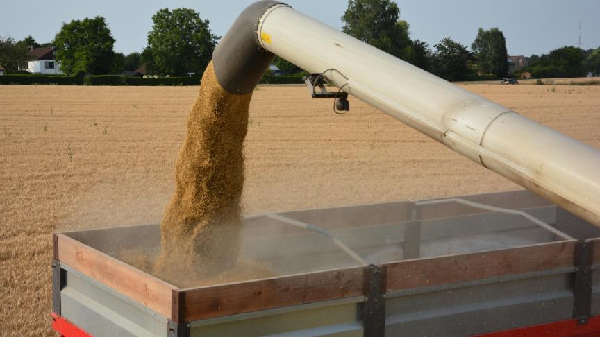 Les affres de l’an dernier sont effacés, avec une moisson en escourgeon plus conforme à ce que l’on peut attendre dans nos régions  vu le potentiel  des variétés.