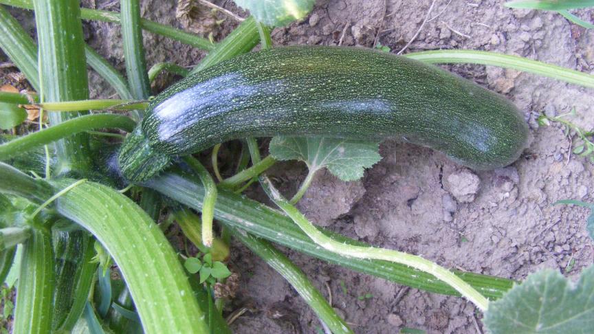 La courgette ou courge d'Italie est le type de courge le plus cultivé en Europe.
