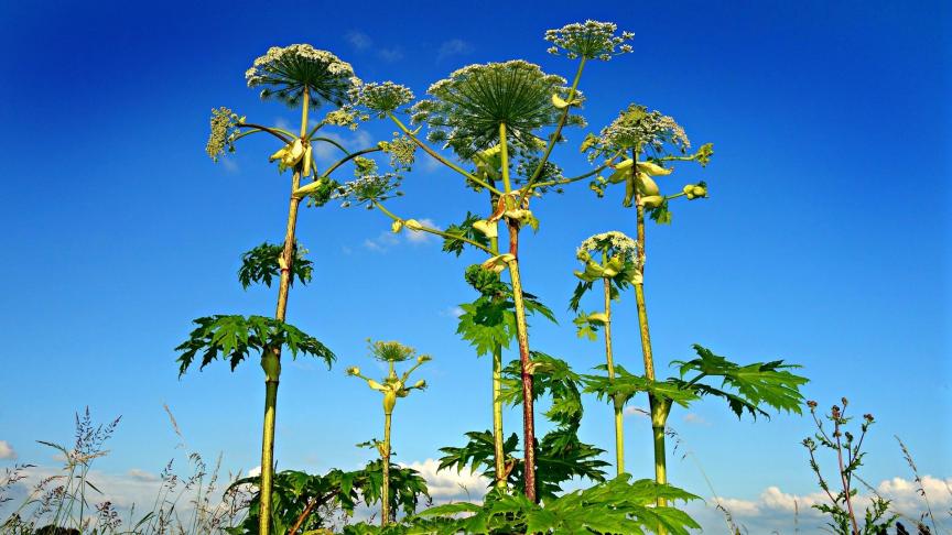 giant-hogweed-1492294_1920