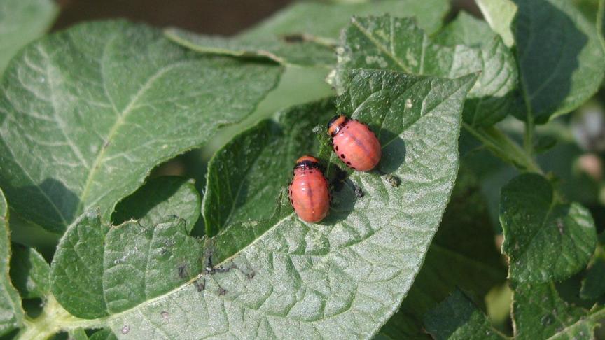 En cas de populations abondantes, il convient d’attendre qu’un maximum d’insectes soit au stade jeune larve.