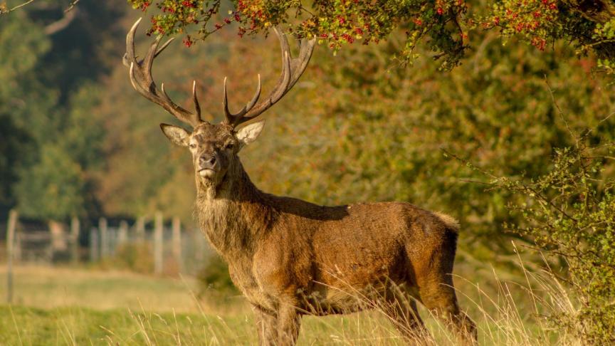 Sa forme étant unique pour chaque cerf, la ramure (les bois) permet de reconnaître chaque mâle d’année en année.
