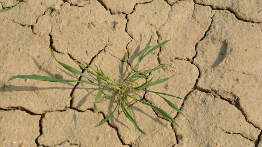 Pour la Wallonie, le changement climatique nous projette vers davantage d’épisodes de pluies intenses en hiver et des canicules estivales  plus fréquentes.