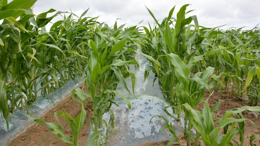Le réchauffement climatique  n’est pas sans incidence sur  la croissance et le développement des espèces cultivées. Certains coups de pouce deviendront-ils  superflus?