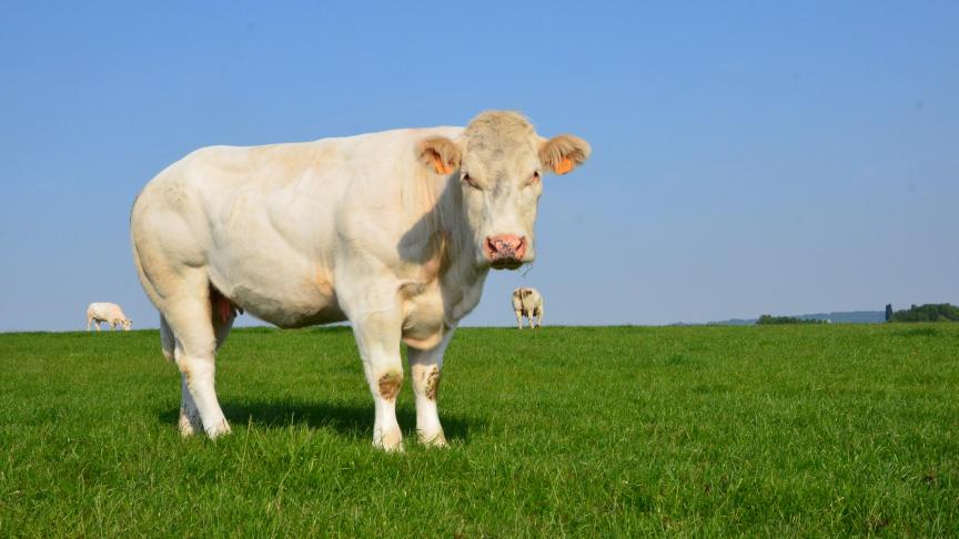 Développer des stratégies permettant de concilier production et environnement, tant en élevage...