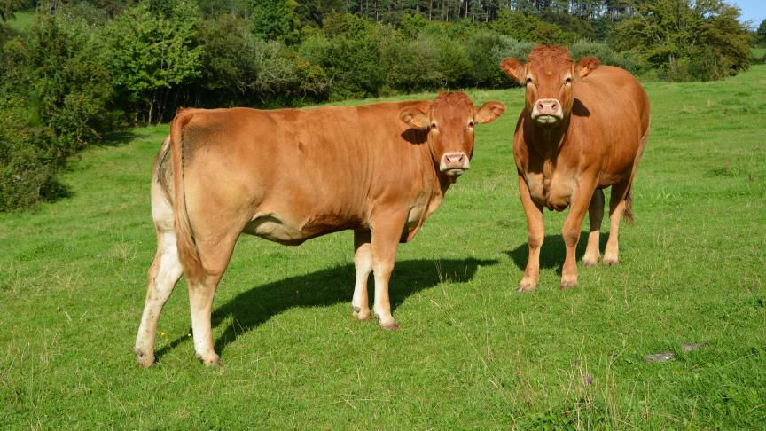 Suivant l’évolution du nombre de tête de bétail, la SAU wallonne dédiée aux prairies bio a augmenté de plus de 10 % en 2016.