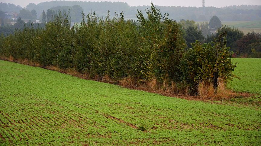 L’agroforesterie permet à l’agriculteur de s’assurer un revenu supplémentaire, par la revente du bois.