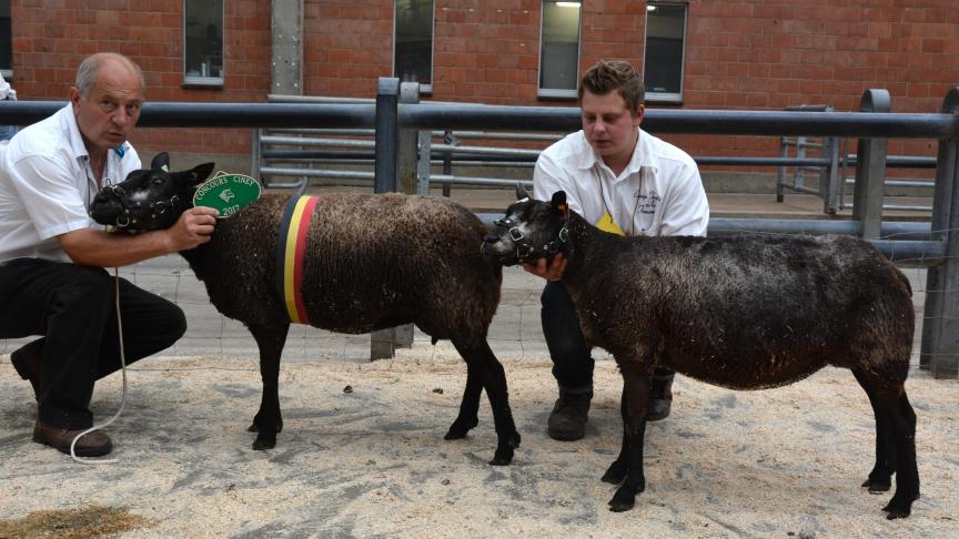 La championne des brebis Texel bleu à Fr. Meunier et la réserve à M. Delise.