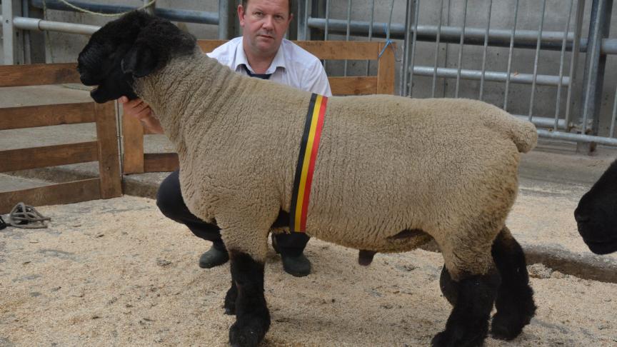Le champion des béliers Suffolk à J.-L. Leysens.
