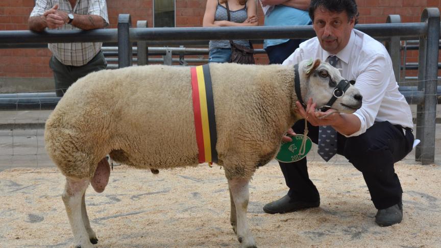 Le champion des béliers à B. Martin.