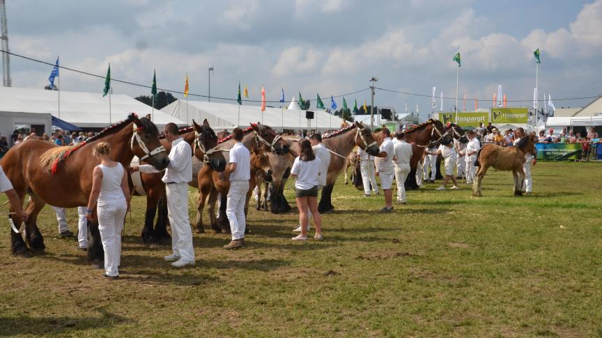Le Trait Ardennais sera à l’honneur lors de son concours annuel le dimanche.
