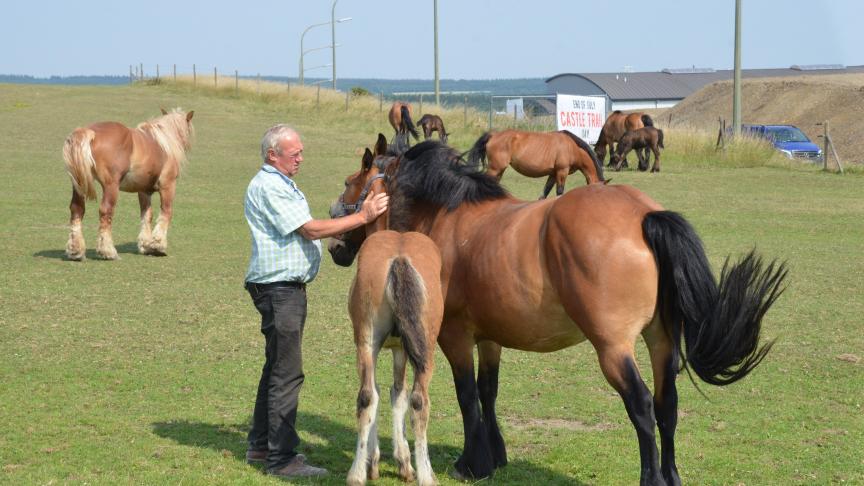 Bernard Ridelle privilégie l’Aratel, un croisement idéal pour l’attelage dont il a fait son métier.