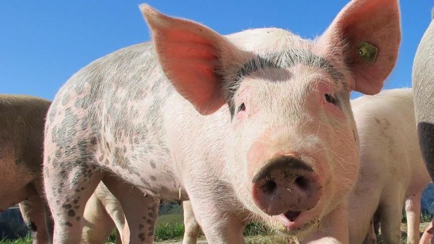 pig-214349_1920