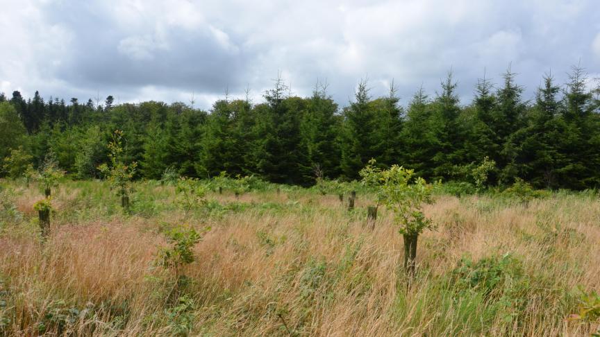 L’adaptation aux changements climatiques représente un défi colossal pour les sylviculteurs, qui devront veiller à choisir au mieux les stations les plus favorables pour les essences les plus aptes à supporter lesdits changements. M. de N.