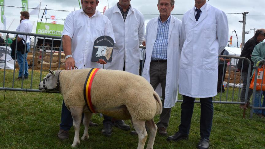 Le champion des béliers Texel à H. Maquet.