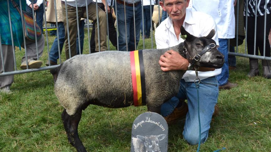 La championne des brebis Texel bleu à J. Bertrand.
