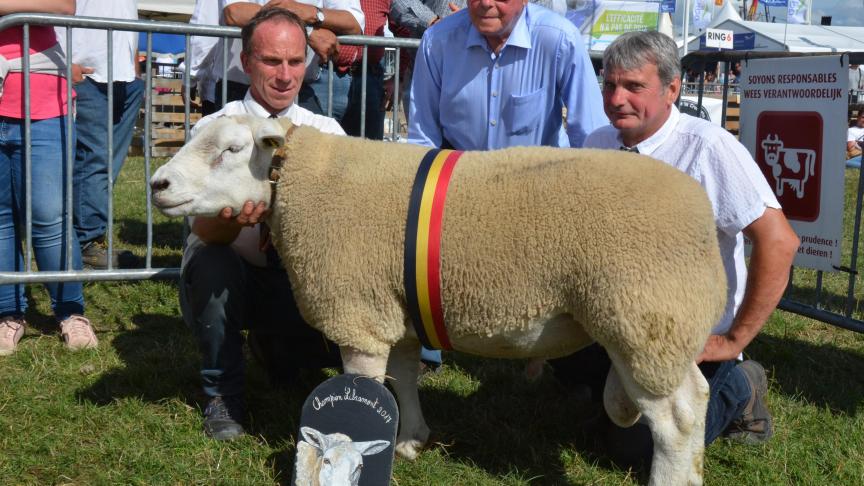 Le champion des béliers  Texel français à Ph. Delvaux.