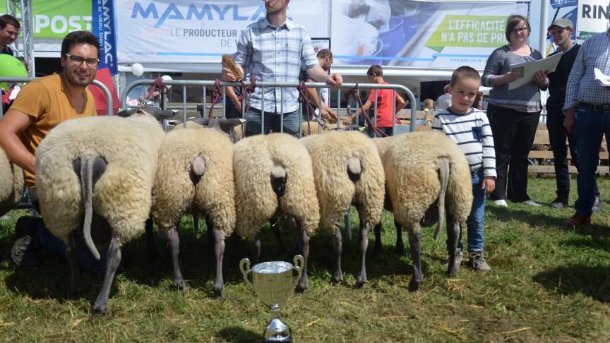 Meilleur lot d’élevage Bleu du Maine, à David Jacqmin, Herve.