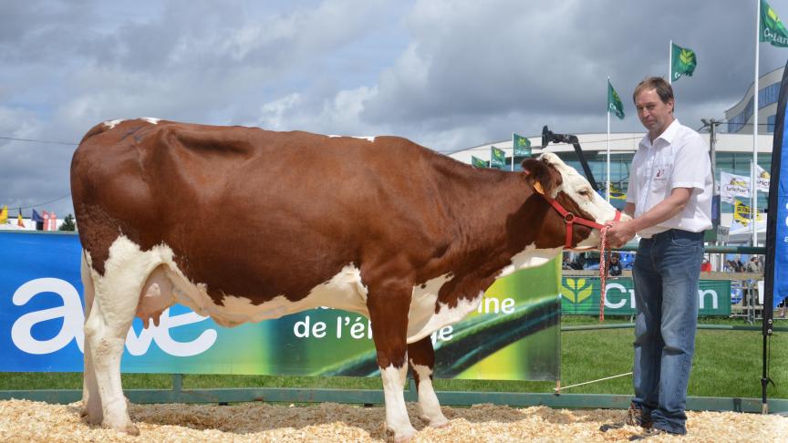 Eldorado (Santon x Teleski), 1
er
prix des vaches adultes, à Dominique Rabeux, de Wellin.
