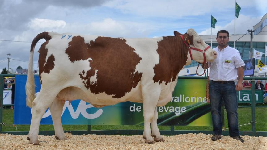 Fortune d’Erquelinnes (Rai x Piano), 1
er
prix des vaches taries, à Pascal Leray, Erquelinnes.