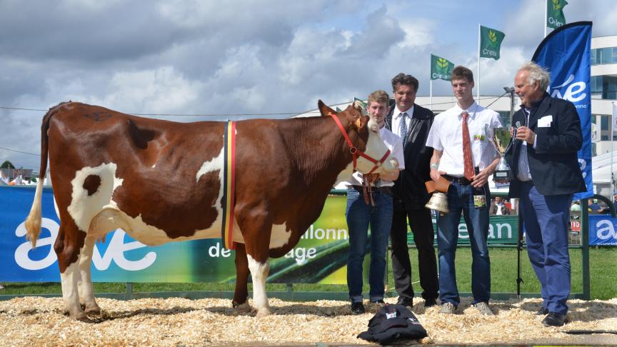 Ines (Triomphe x Pernan), championne des vaches adultes, à Christian Gauthier, de Momignies.