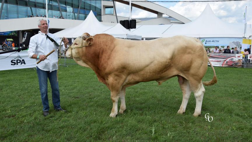 Laptop (Haramis X Awaldo), Belgian Supreme Champion mâle, à Carl Mintjens, Oostmalle.