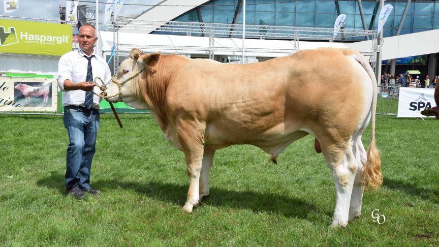 Mandarin (Gamin X Cowboy),  1 er  prix des taureaux de 1 à 2 ans,  à Carl Mintjens, Oostmalle.