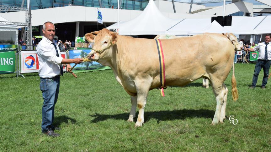 Linotte (Betsen X Charmeur),  championne espoir femelles,  à Carl Mintjens, Oostmalle.