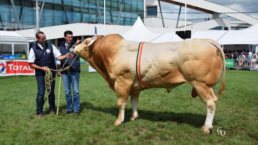Impérial (Castel X Orion), champion des mâles adultes et prix qualité bouchère, à Luc De Bel & Peter Brabander, Ruiselede.