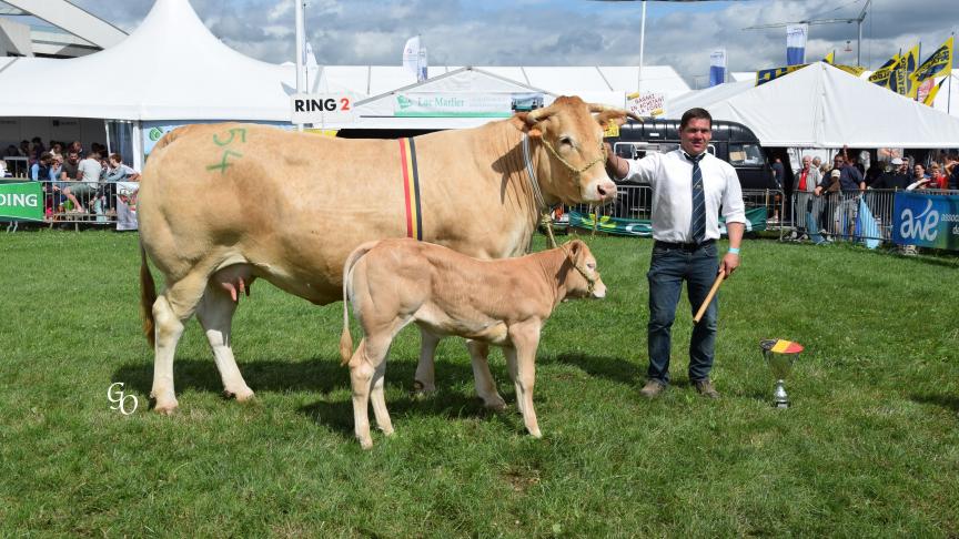 Gupetia (Vaillant X Hibernatus), championne des vaches suitées,  à Carl Mintjens, Oostmalle.