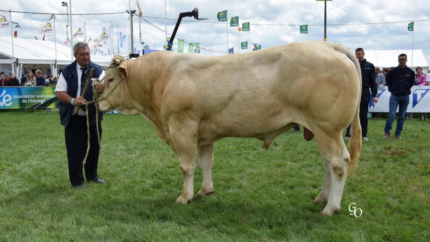 Joliminois (Emaill X Ronald),  1 er  prix des taureaux de 3 à 4 ans,  à Daxhelet SPRL de la Fohalle, Verlaine.