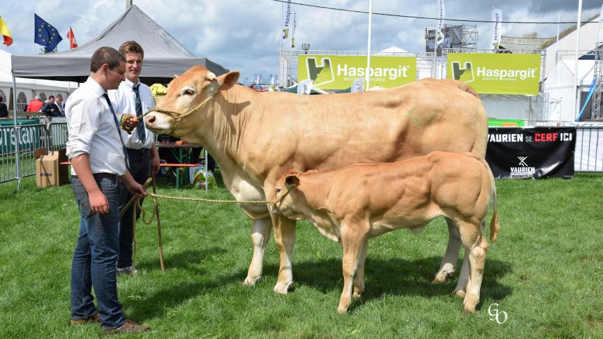 Jizzy (Ete X Appolon), 1 er  prix des femelles suitées de 3 à 4 ans,  à Jean-Pierre Marcourt, Ouffet.