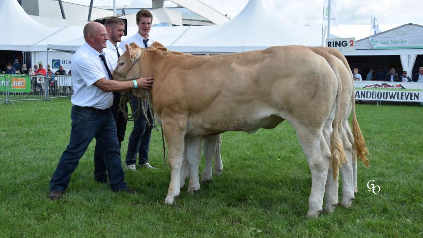 Malicieuse de Roda (Horfe X  Ulcator), 1 er  prix des femelles de 1 à 2 ans, à Jean-Pol Nollevaux, Graide.