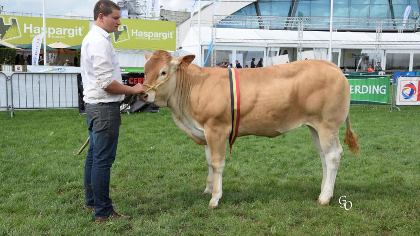 Maeva des Pahys (Joseph X Vidocq), championne des jeunes femelles et  Belgian Supreme Champion femelles , à Jean-Pierre Marcourt, Ouffet.