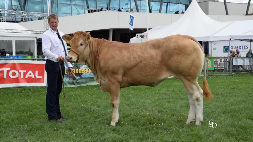 Magnéfique (Barbes X Vacherin),  1 er  prix des femelles de 1 à 2 ans,  à Marnic Loterman, Brakel.