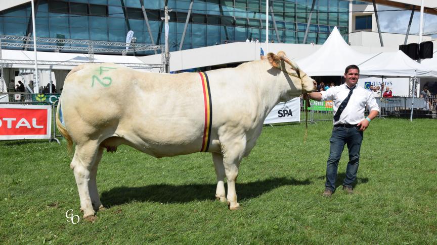 Estaire (Evian X Vaillant),  championne des femelles adultes,  à Carl Mintjens, Oostmalle.