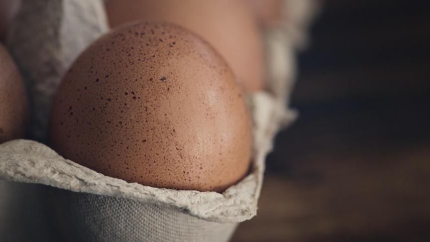 egg-1265735_1920