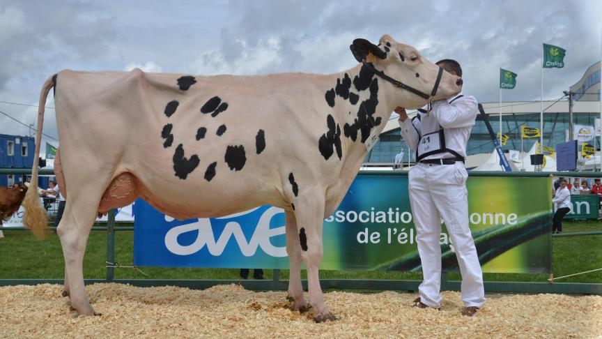 Malgache de Jassogne (Bolton x Shottle), 1
er
prix des vaches adultes de 42 à 60 mois, à Florence et Rik Crevits, de Crupet.