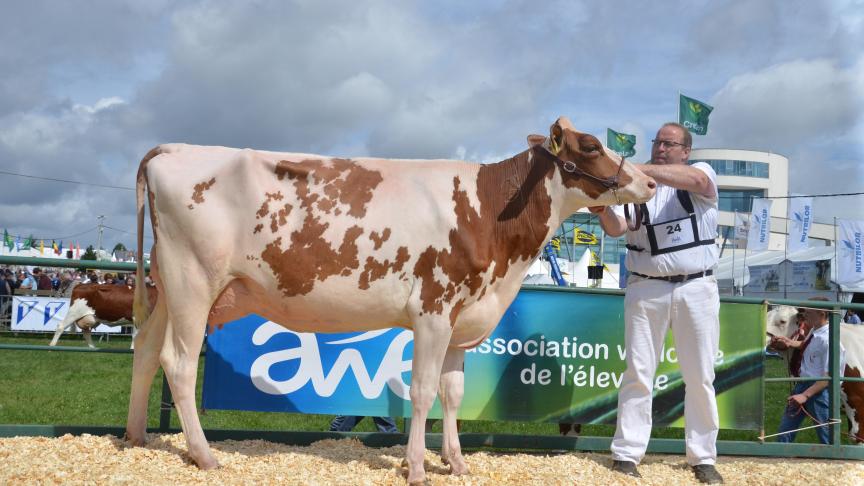 Fg O Kalif Kora Red (O Kalif x Jonah Red), 1 er prix des jeunes vaches de 24 à 30 mois, à Ivo Hulbosch, de Jodoigne.