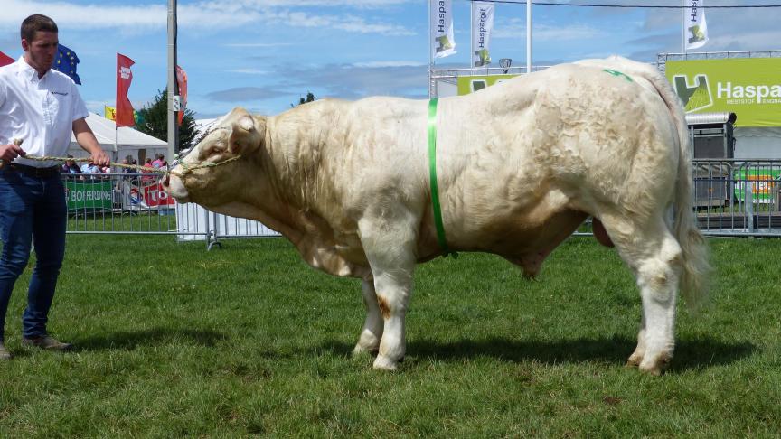 Major (Hyperchic x Voltaire), 1
er
prix des mâles de 1 à 2 ans, à Christophe Jérouville, Libramont-Chevigny.