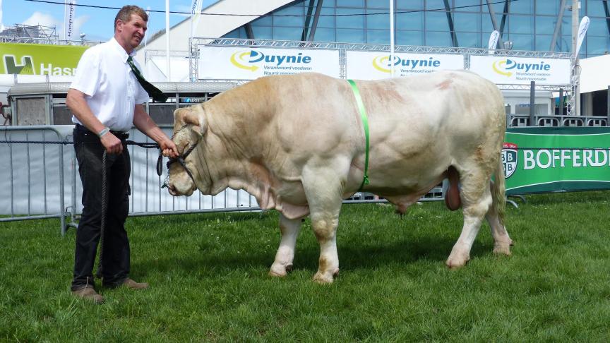 Latex (Honduras x Ecusson) 1
er
prix des mâles de 1 à 2 ans, à Bertrand et Serge Désert et à M.-F. Lemaire, Rendeux.