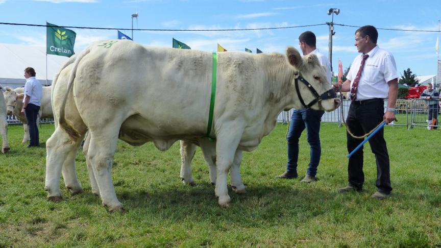 Jouissance de Weves (Humour x Diplomate), 1 er prix des génisses de 2 à 3 ans, à Emile Quinet, Harsin.