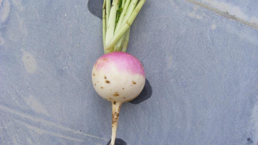 La diversité variétale du navet apporte un élan renouvelé à cette culture relativement simple en apparence. Ce légume prend un intérêt notamment en vente directe dans les fermes maraîchères diversifiées.
