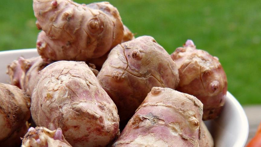 jerusalem-artichoke-2192048_1920