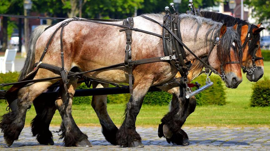 work-horses-2383623_1920