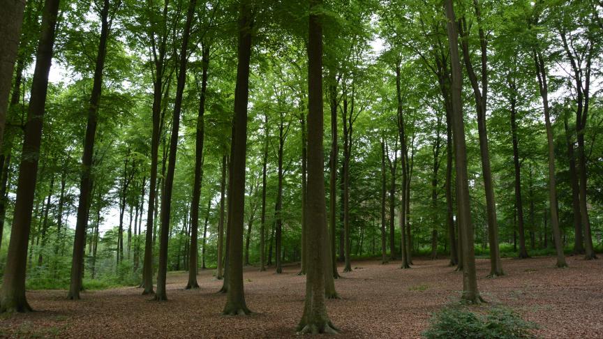 Arriver à la meilleure adéquation essence/station, tel est l’objectif du Fichier écologique des essences.