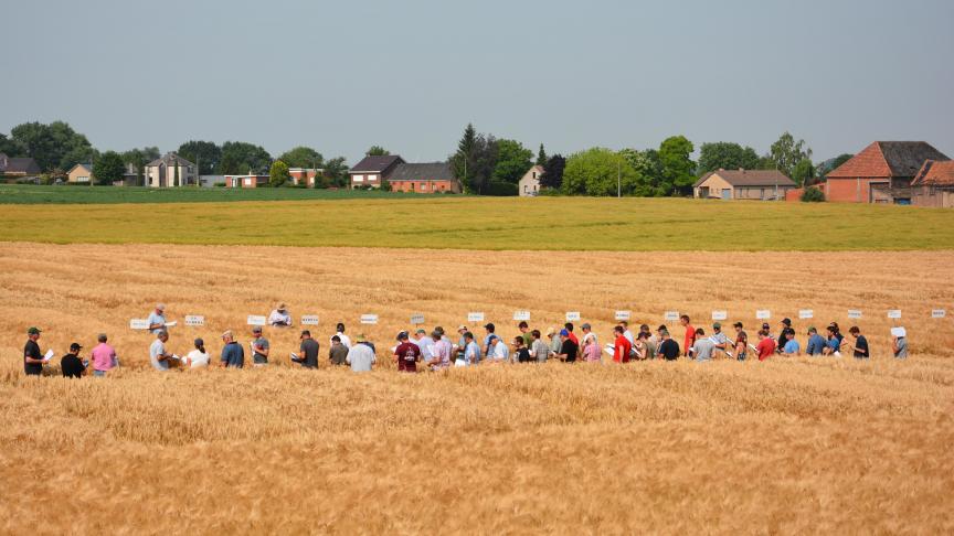 Le site expérimental mis en place à Ath a fait l’objet de plusieurs visites commentées au cours du mois de juin.