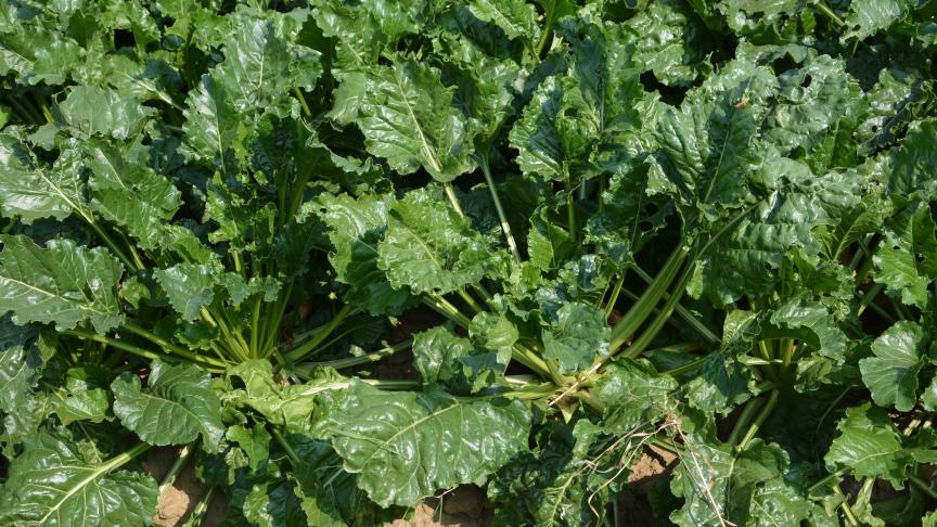 Les pluies ont largement stimulé  la croissance des racines.