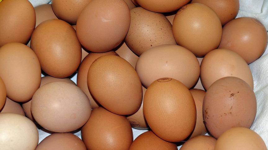 egg-917511_1920