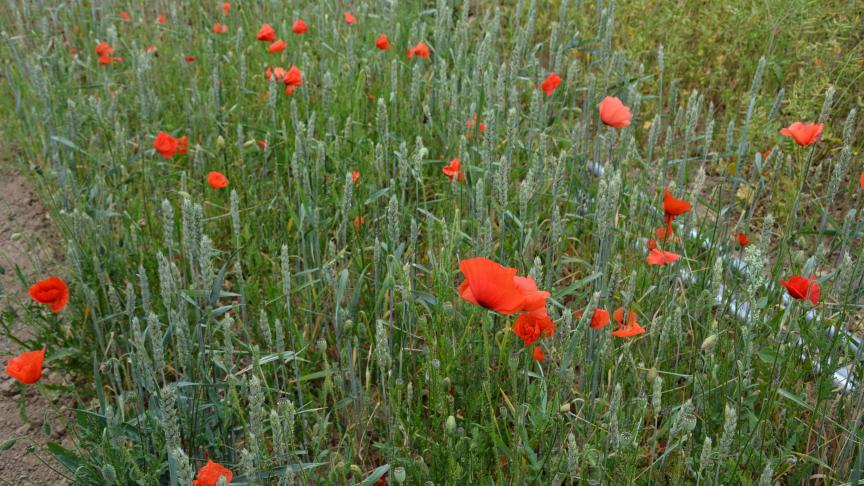 La crise du Fipronil n’a que très peu impacté la confiance des Belges envers les agriculteurs.